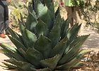 Desert Museum Agave Cactus